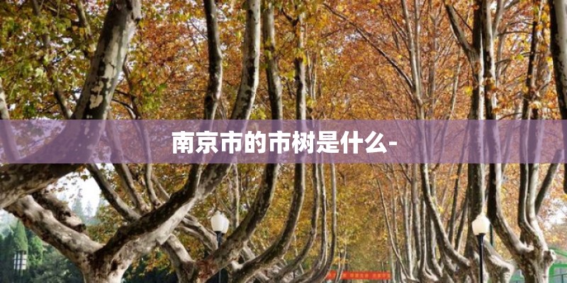 南京市的市树是什么- 南京市的市树是什么-