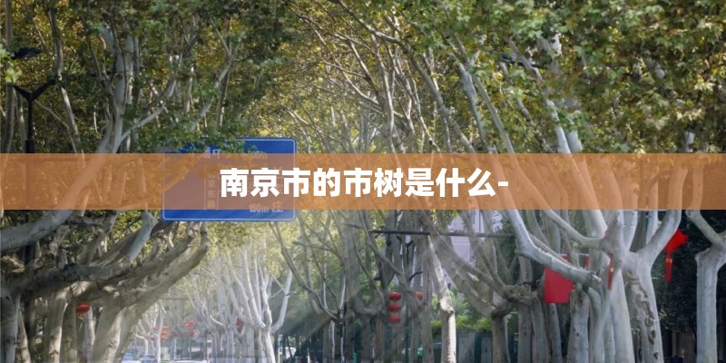 南京市的市树是什么- 南京市的市树是什么-