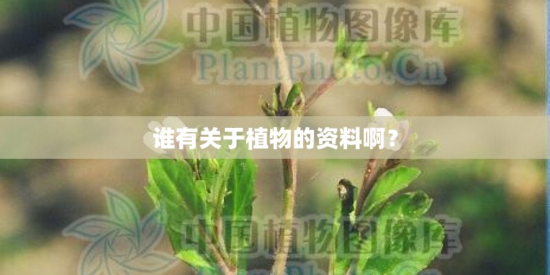 谁有关于植物的资料啊？