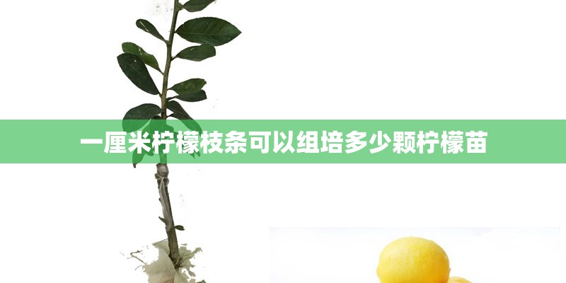 一厘米柠檬枝条可以组培多少颗柠檬苗