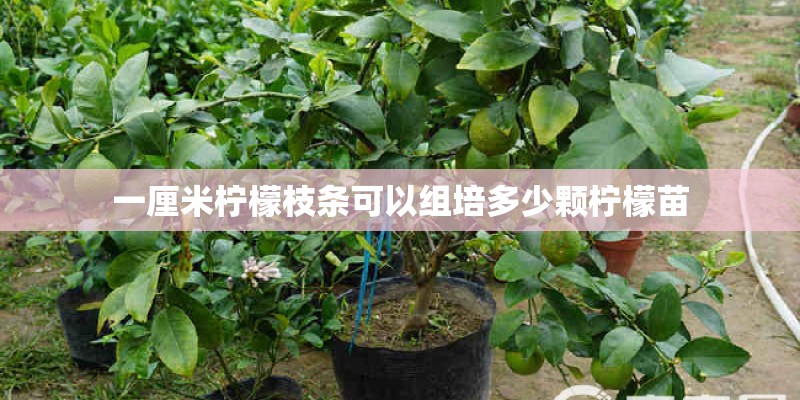 一厘米柠檬枝条可以组培多少颗柠檬苗