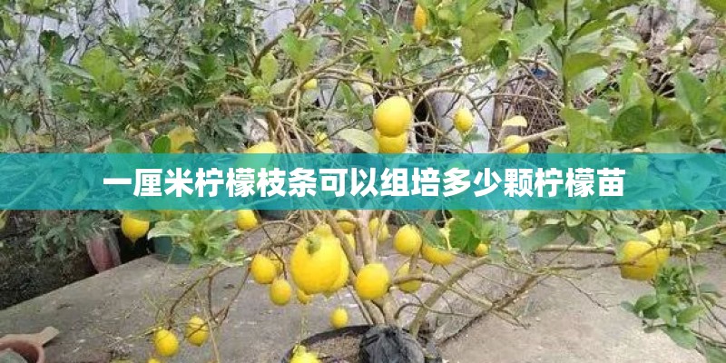 一厘米柠檬枝条可以组培多少颗柠檬苗