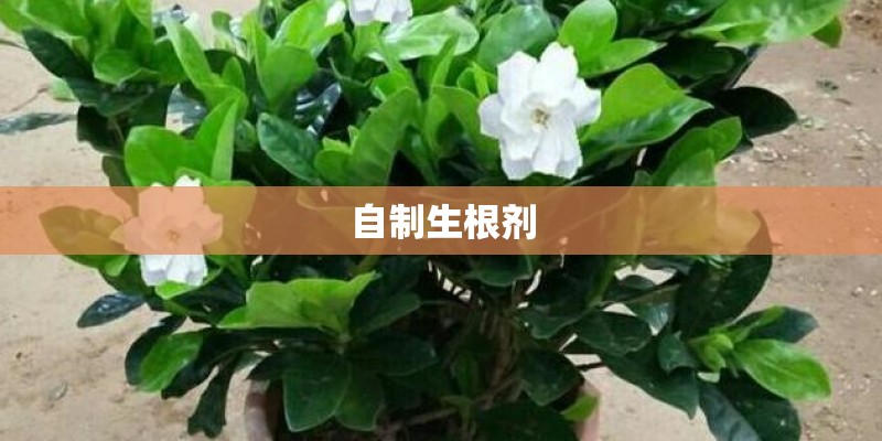 自制生根剂