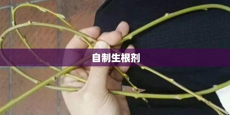 自制生根剂
