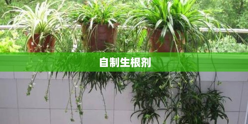 自制生根剂