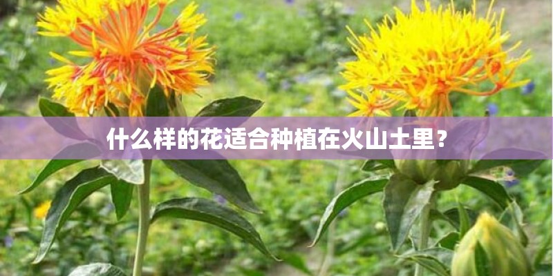 什么样的花适合种植在火山土里? 什么样的花适合种植在火山土里?