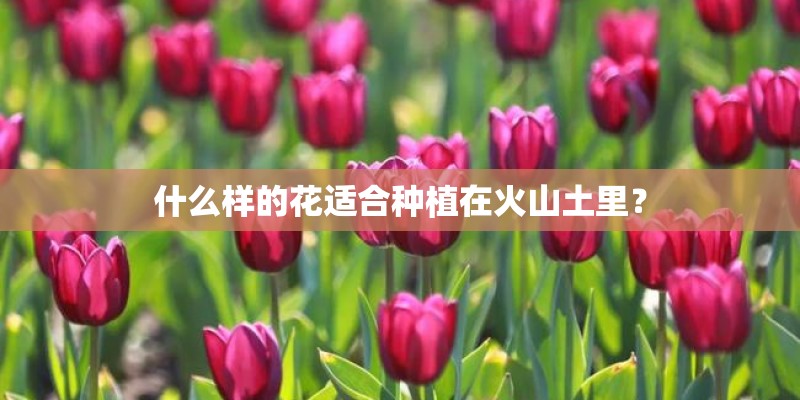 什么样的花适合种植在火山土里? 什么样的花适合种植在火山土里?