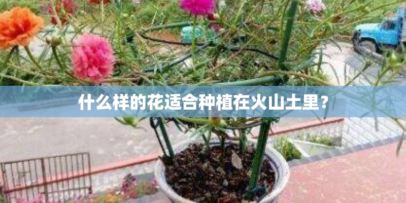 什么样的花适合种植在火山土里? 什么样的花适合种植在火山土里?