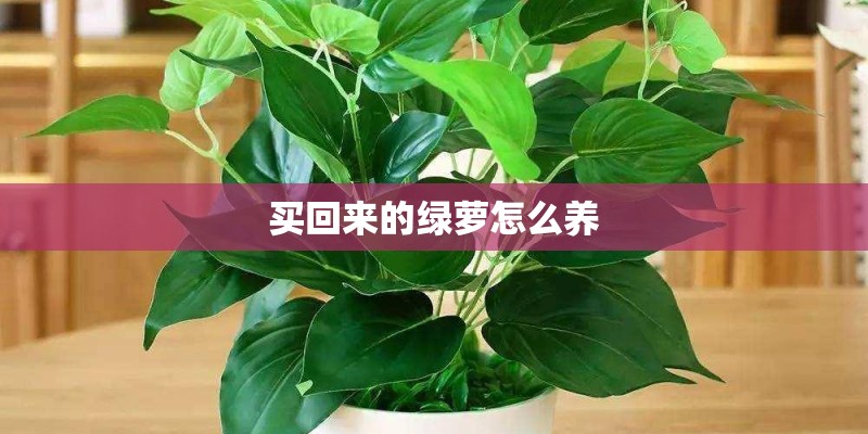 买回来的绿萝怎么养 买回来的绿萝怎么养