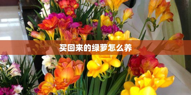 买回来的绿萝怎么养 买回来的绿萝怎么养