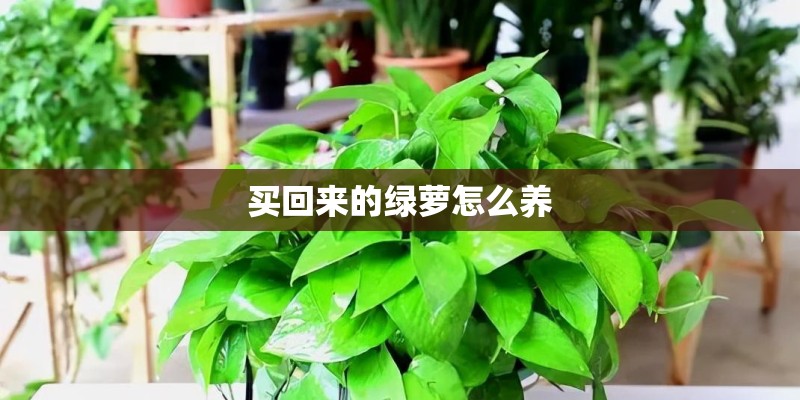 买回来的绿萝怎么养 买回来的绿萝怎么养