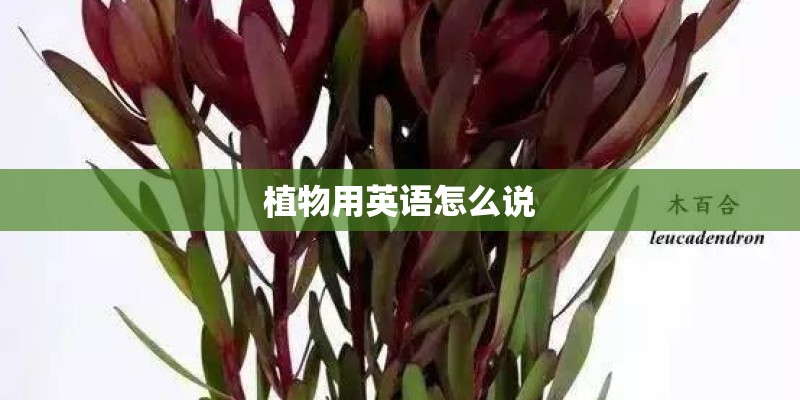 植物用英语怎么说