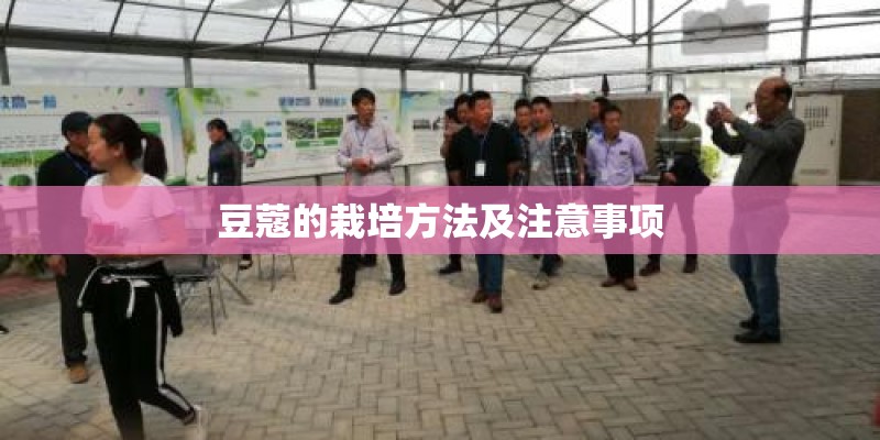 豆蔻的栽培方法及注意事项