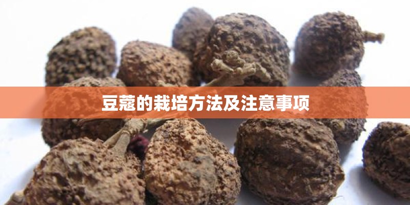 豆蔻的栽培方法及注意事项