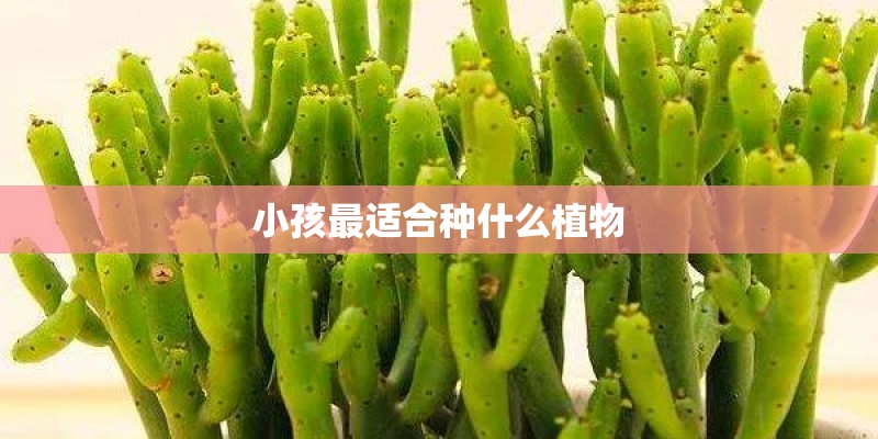 小孩最适合种什么植物 小孩最适合种什么植物