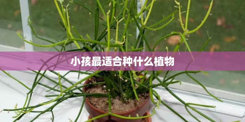 小孩最适合种什么植物 小孩最适合种什么植物