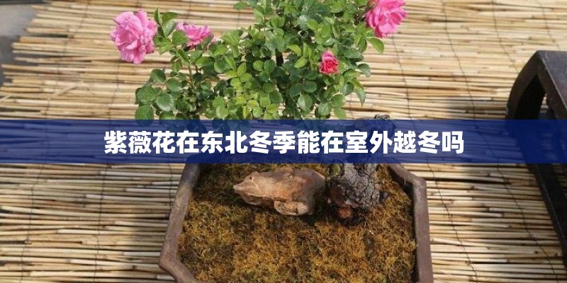 紫薇花在东北冬季能在室外越冬吗