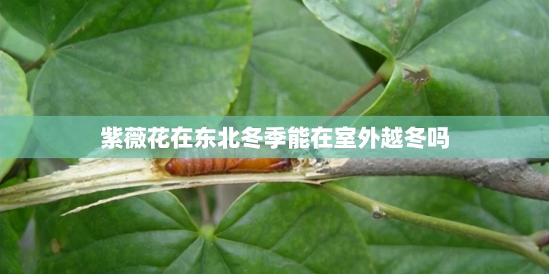 紫薇花在东北冬季能在室外越冬吗