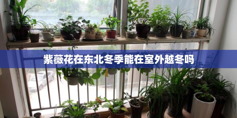 紫薇花在东北冬季能在室外越冬吗