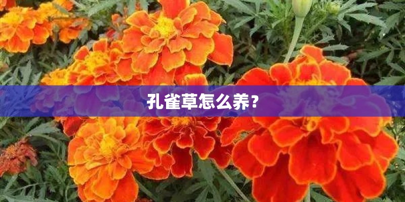 孔雀草怎么养？