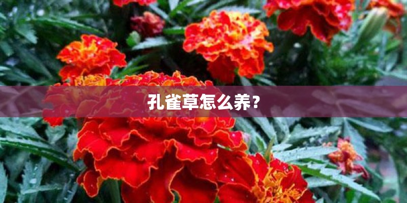 孔雀草怎么养？
