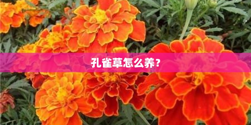 孔雀草怎么养？