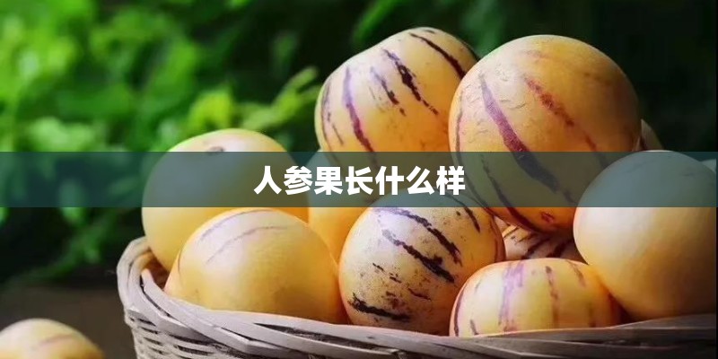 人参果长什么样 人参果长什么样