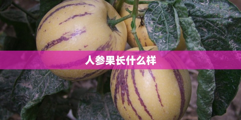 人参果长什么样 人参果长什么样