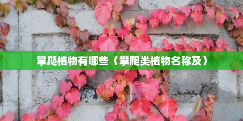 攀爬植物有哪些(攀爬类植物名称及) 攀爬植物有哪些(攀爬类植物名称及)