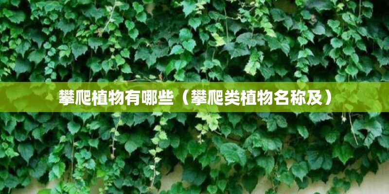 攀爬植物有哪些(攀爬类植物名称及) 攀爬植物有哪些(攀爬类植物名称及)