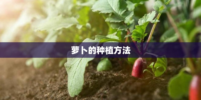 萝卜的种植方法