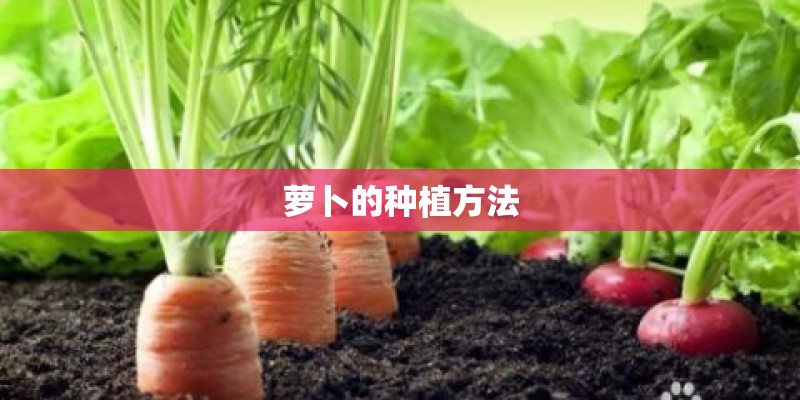 萝卜的种植方法