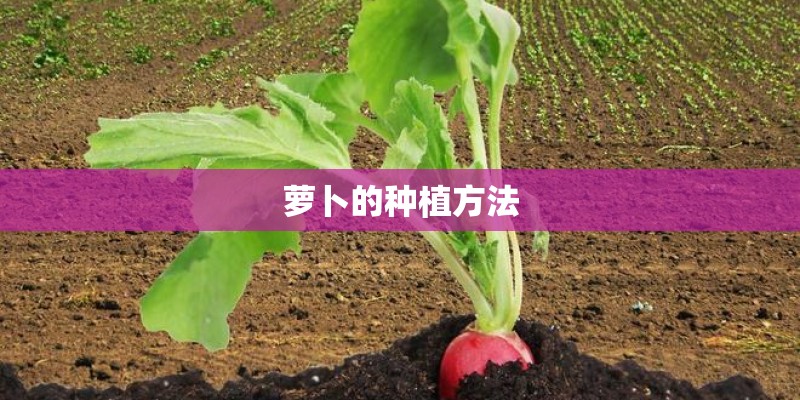 萝卜的种植方法