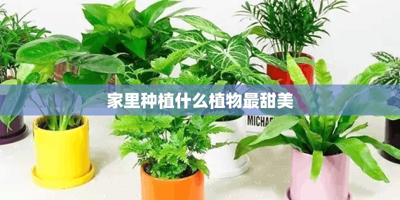 家里种植什么植物最甜美