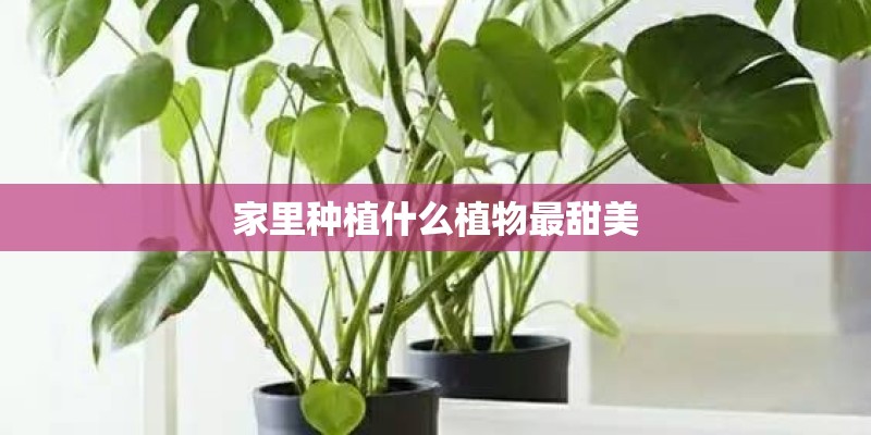 家里种植什么植物最甜美
