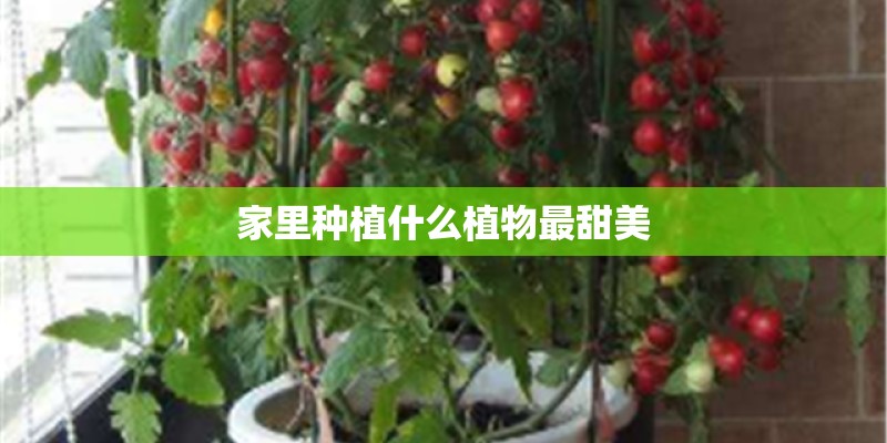 家里种植什么植物最甜美