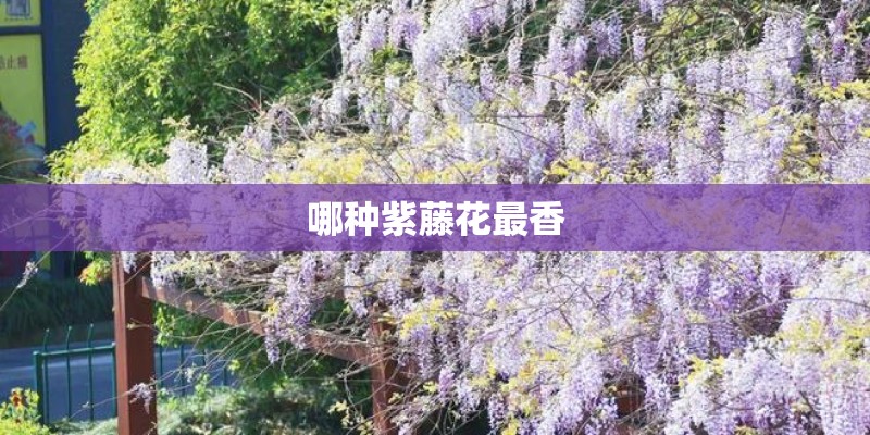哪种紫藤花最香 哪种紫藤花最香