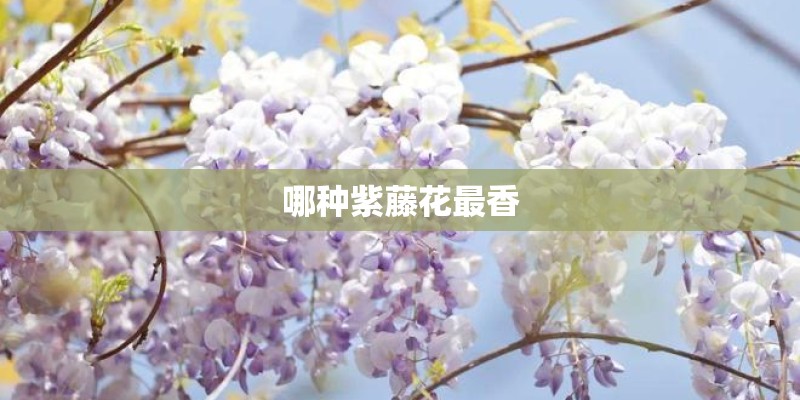 哪种紫藤花最香 哪种紫藤花最香