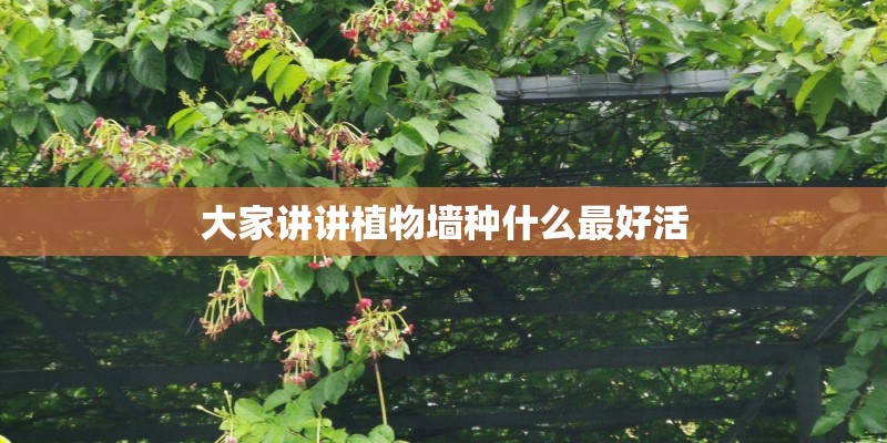 大家讲讲植物墙种什么最好活