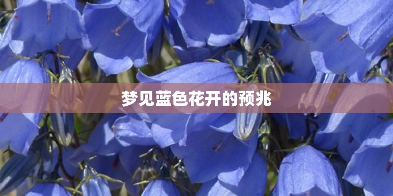 梦见蓝色花开的预兆