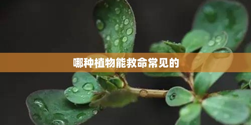 哪种植物能救命常见的 哪种植物能救命常见的