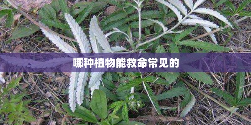 哪种植物能救命常见的 哪种植物能救命常见的