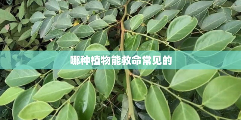 哪种植物能救命常见的 哪种植物能救命常见的