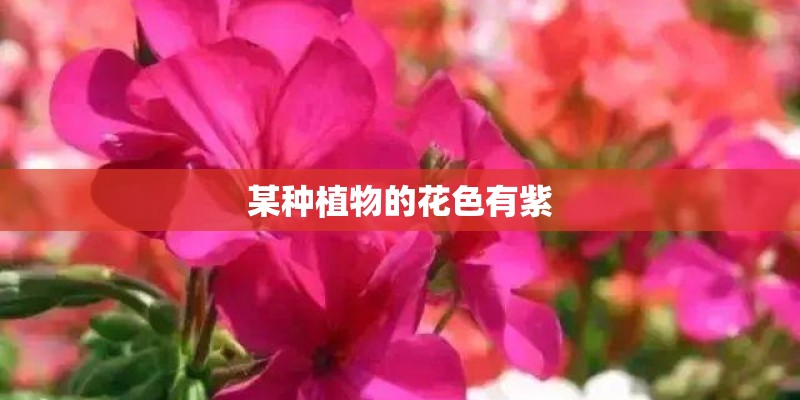 某种植物的花色有紫