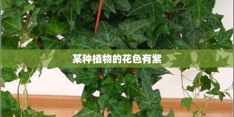某种植物的花色有紫