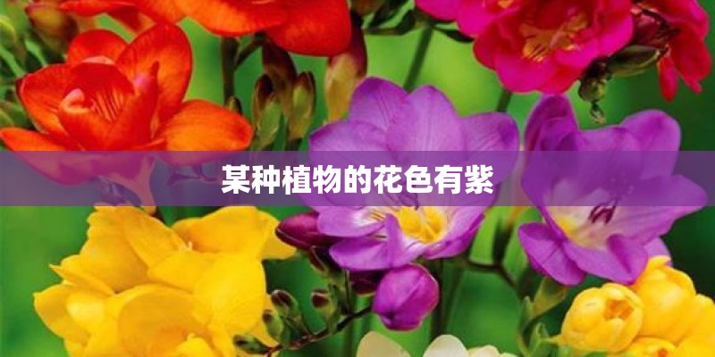 某种植物的花色有紫