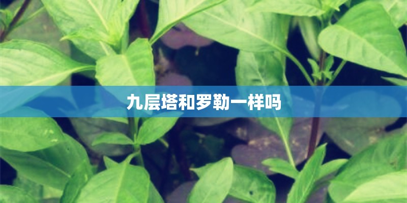 九层塔和罗勒一样吗
