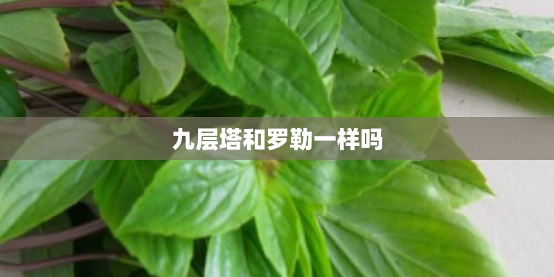 九层塔和罗勒一样吗