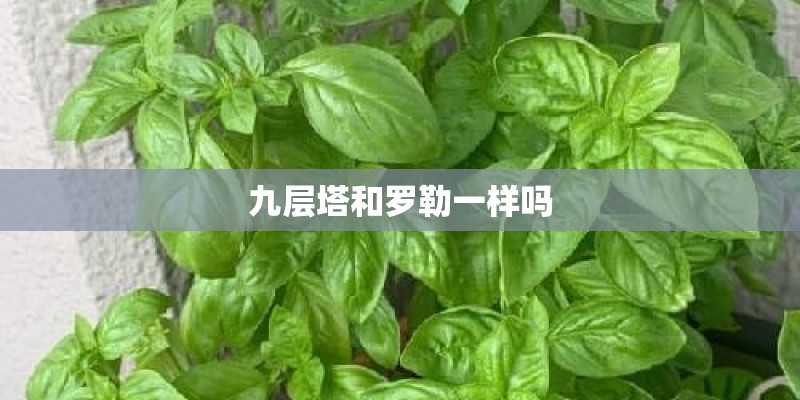 九层塔和罗勒一样吗