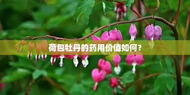 荷包牡丹的药用价值如何？